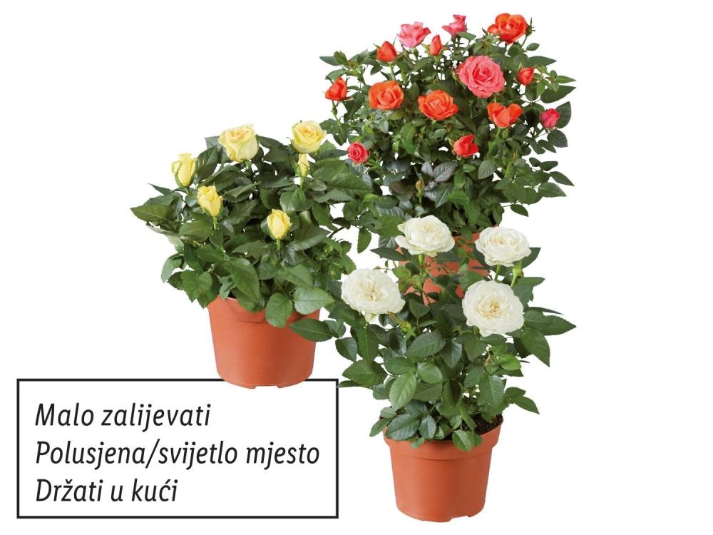 Ruža lončanica Komad