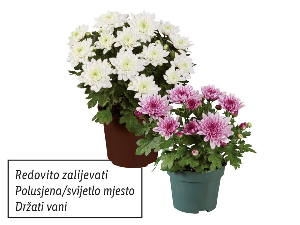 Krizantema multiflora