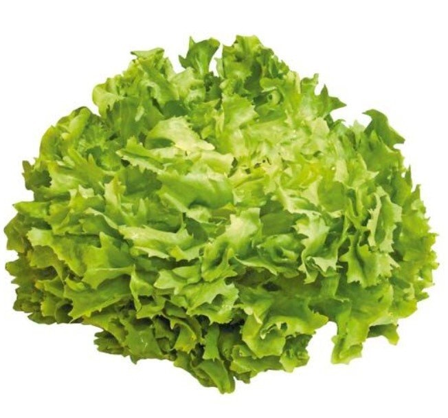 Domaća salata endivija komad