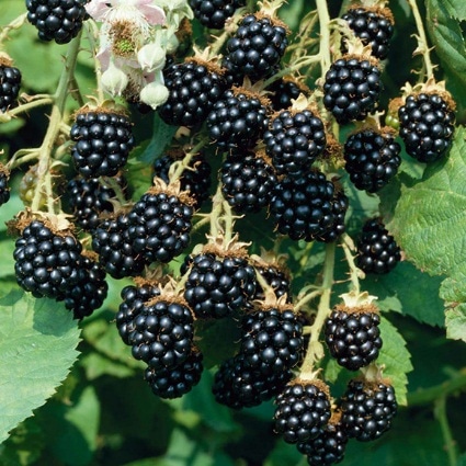 Sadnica kupina