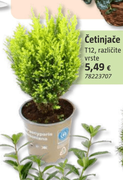 Četinjače T12