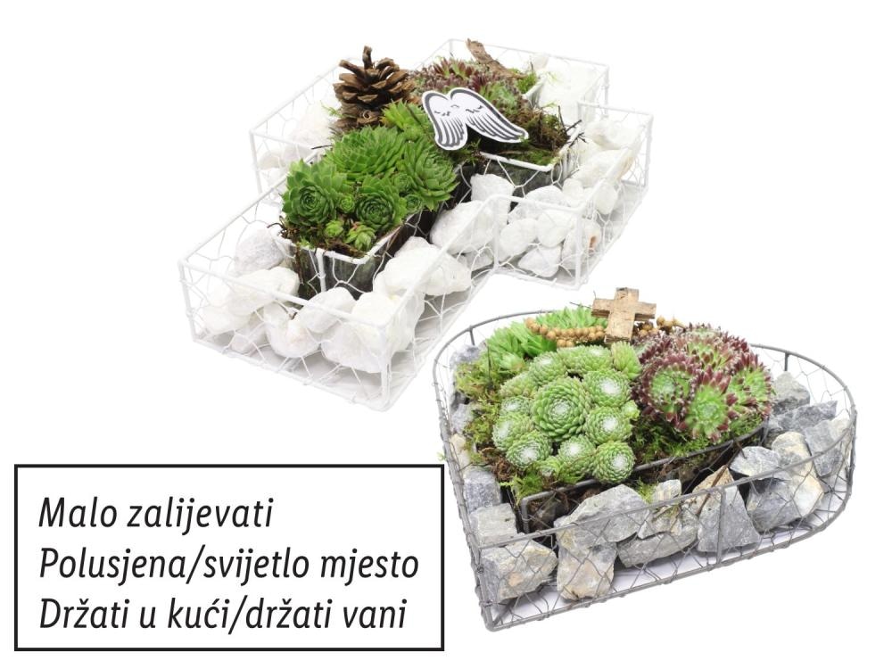 Sempervivum mix Komad