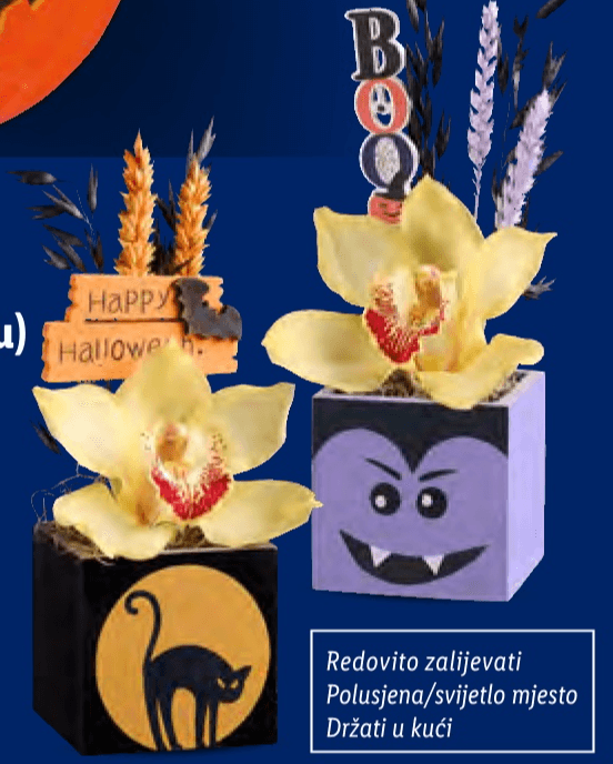 Orhideja Komad