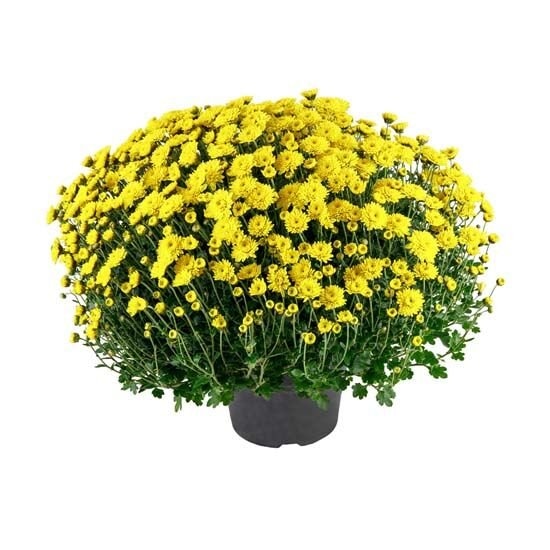 Domaća krizantema Multiflora