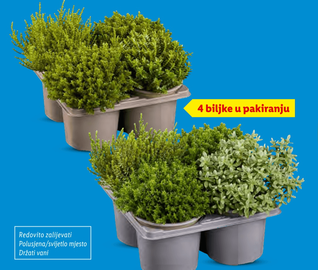 Veronica mix 4 biljke u pakiranju