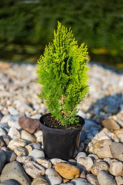 Thuja Smaragd lončanica Ø 17 cm, visina 60 cm