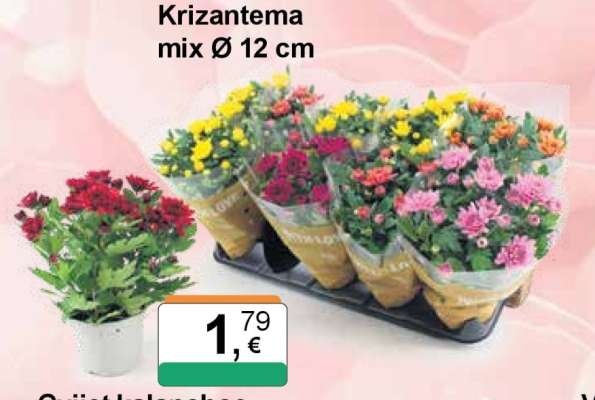 Krizantema Splash mix