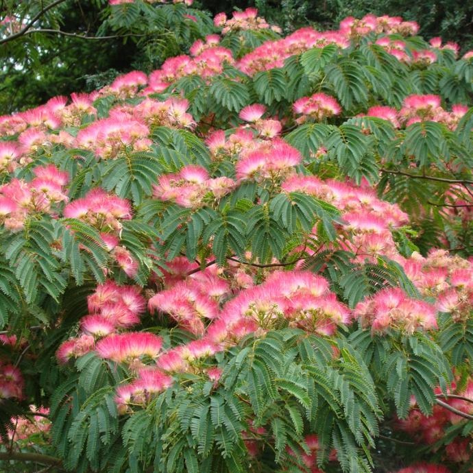 Sadnica Albizia julibrissin