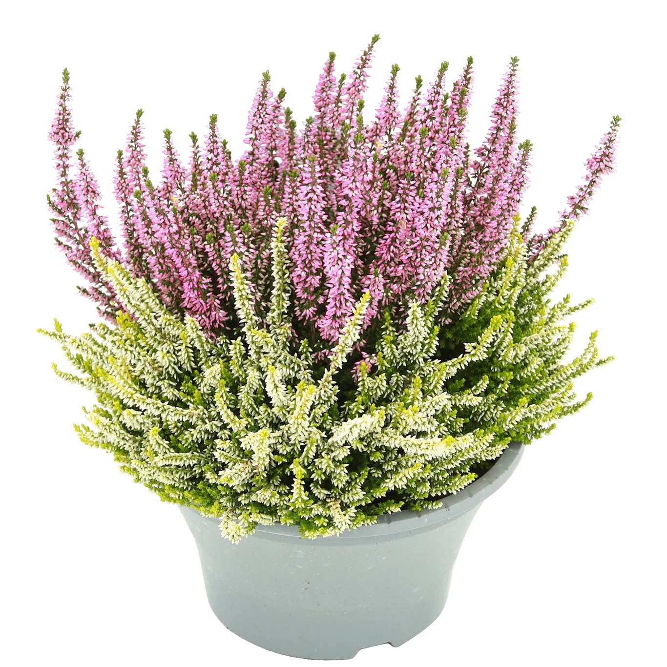 Vrijesak BL Colour Crown 1 komad