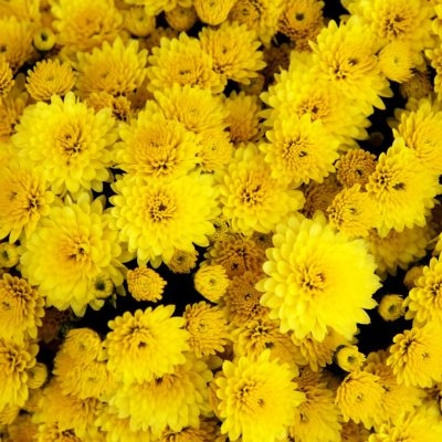 Svježa krizantema fi 21