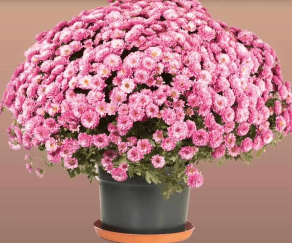 Svježa krizantema fi 25