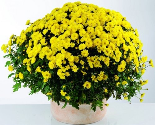 Krizantema multiflora 1 kom