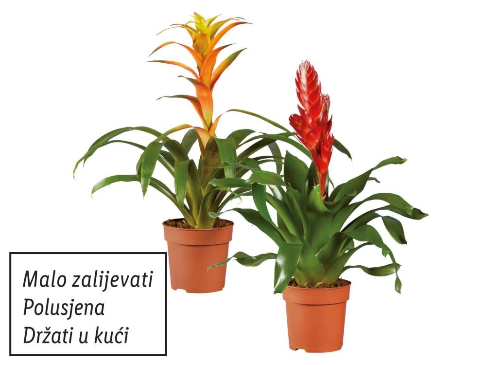 Vrijesija ili Guzmanija Komad