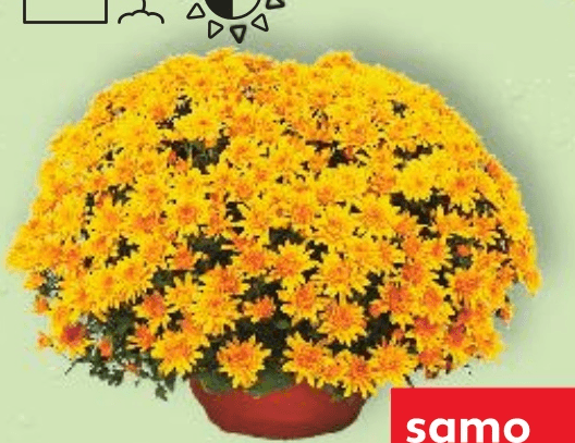 Krizantema multiflora 25 cm