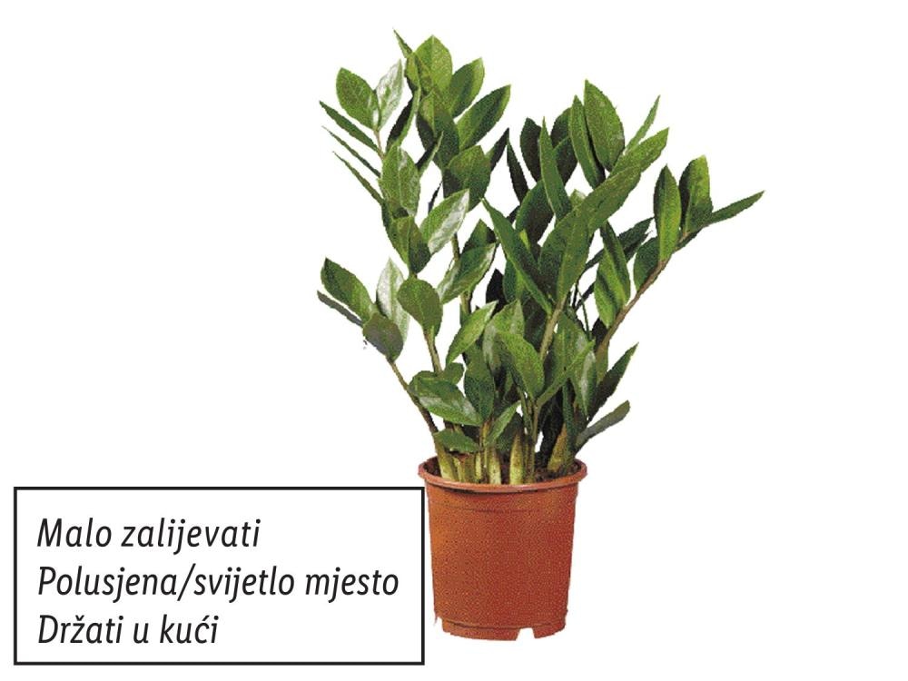 Zamioculcas