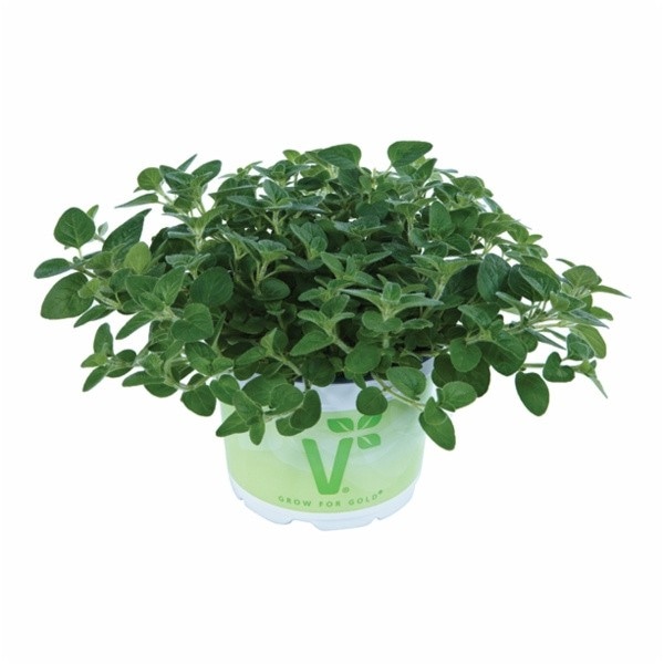 Origano 'Vitara® Green V.' Volmary