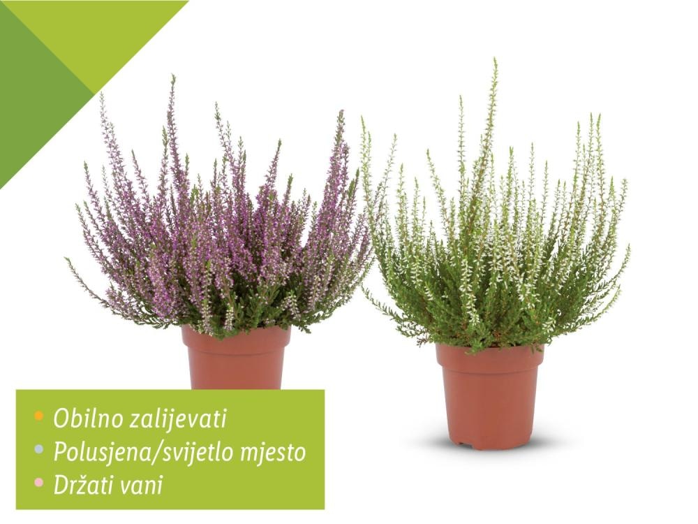 Vrijesak
