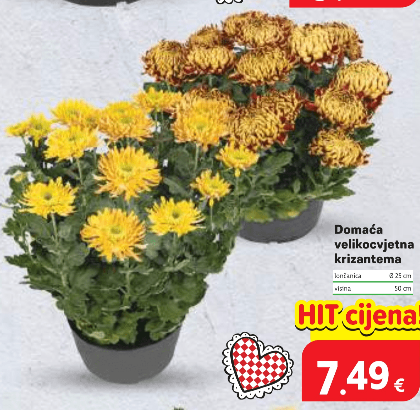 Domaća velikocvjetna krizantema