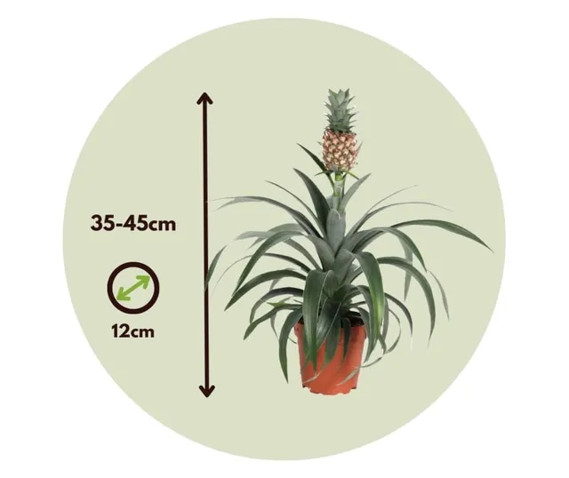 Ukrasni ananas