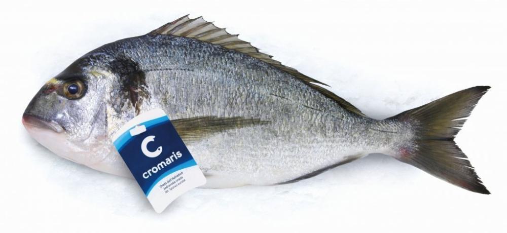 Orada 1 kg