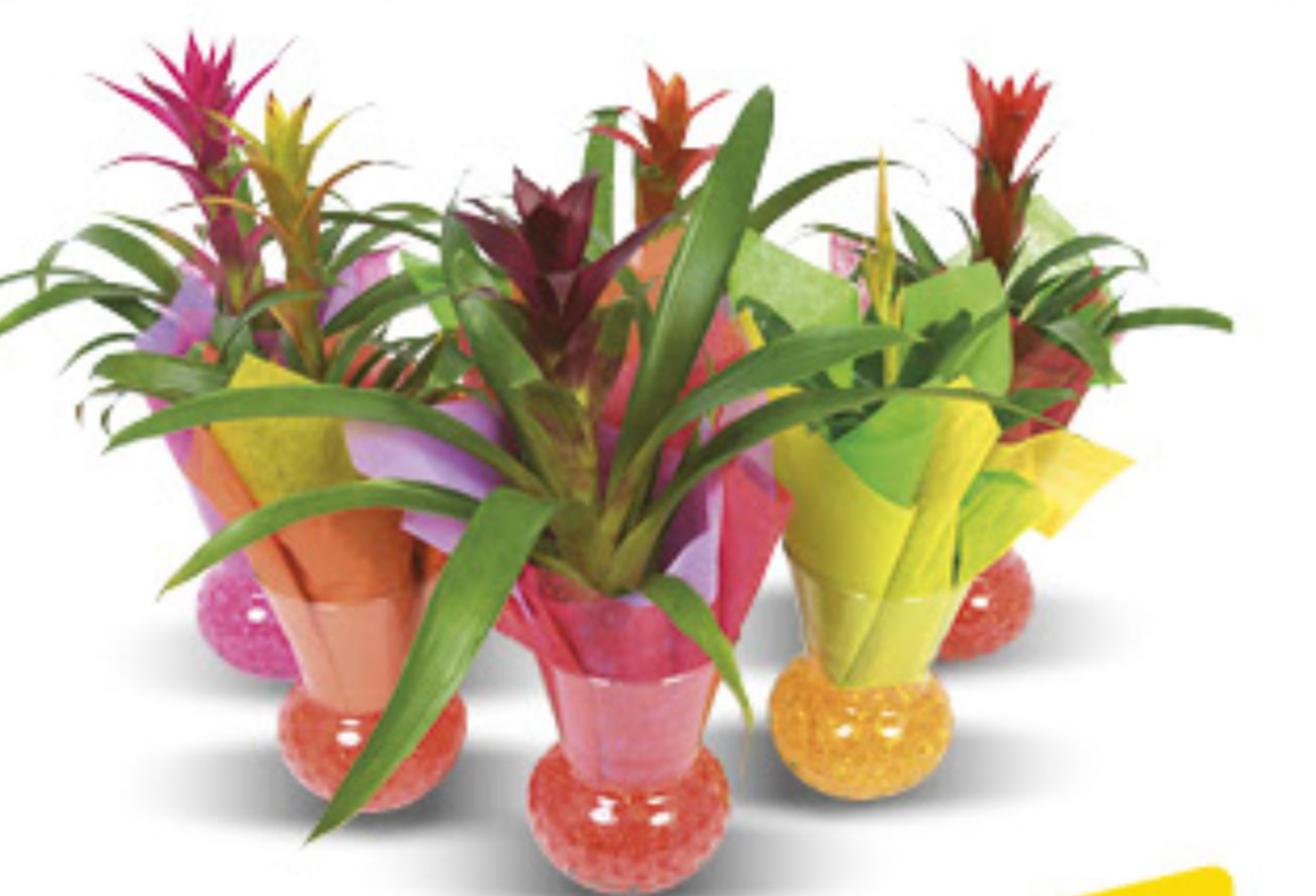 Bromelia