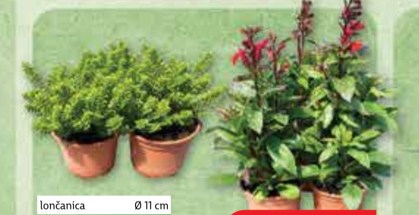 Trajnice mix