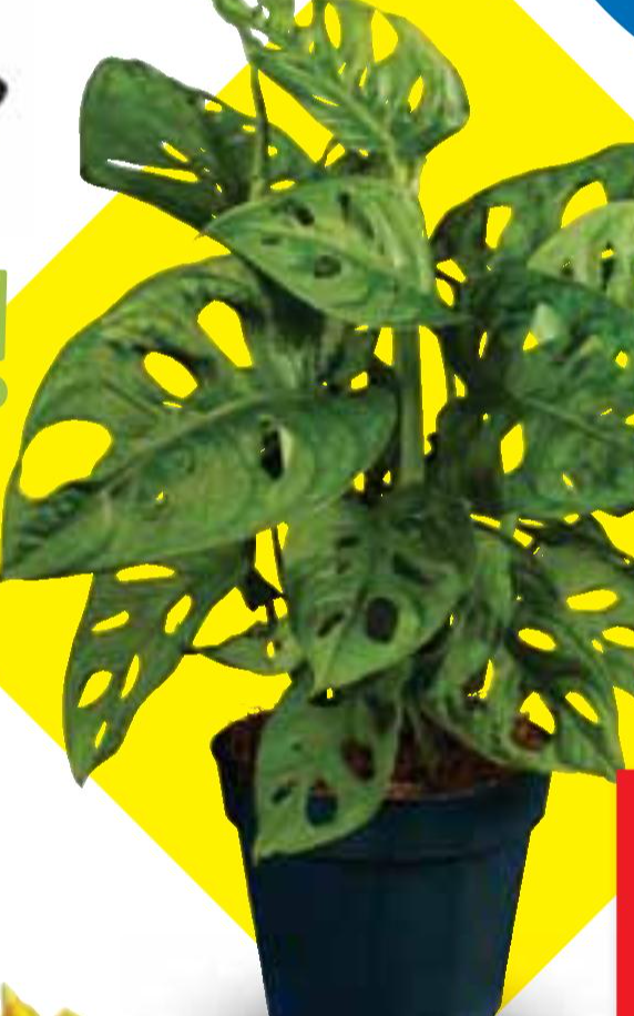 Monstera