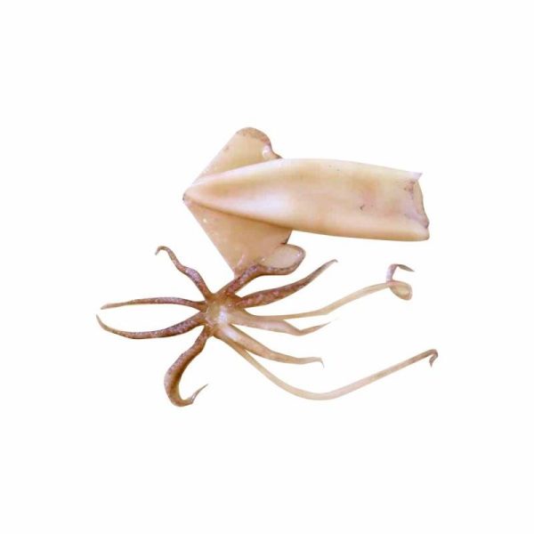 Lignja indijska kolut i krak 1 kg