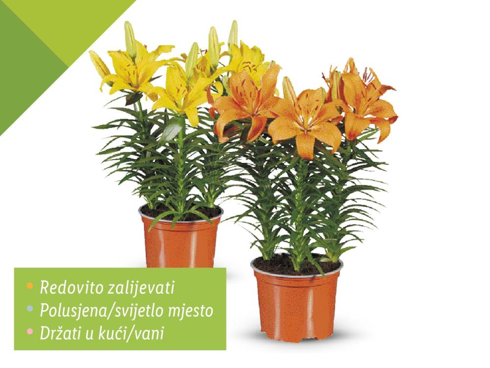 Azijski ljiljan