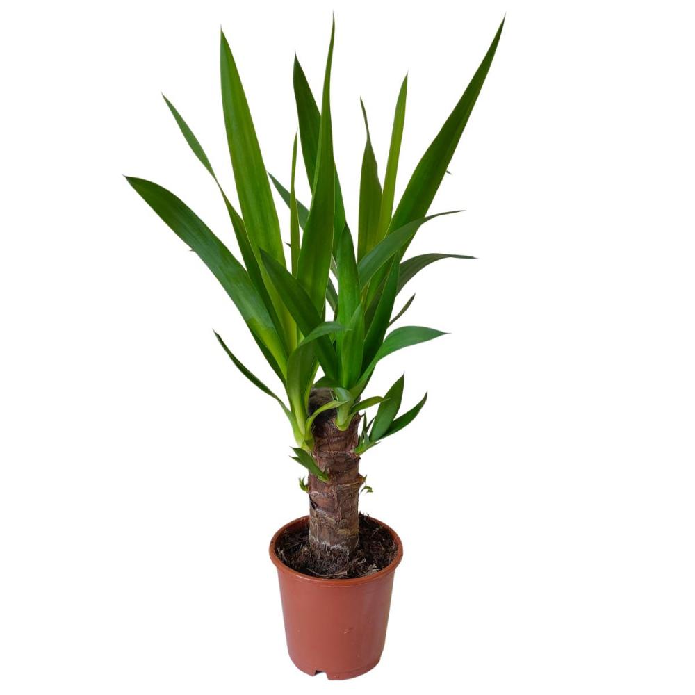 Yucca