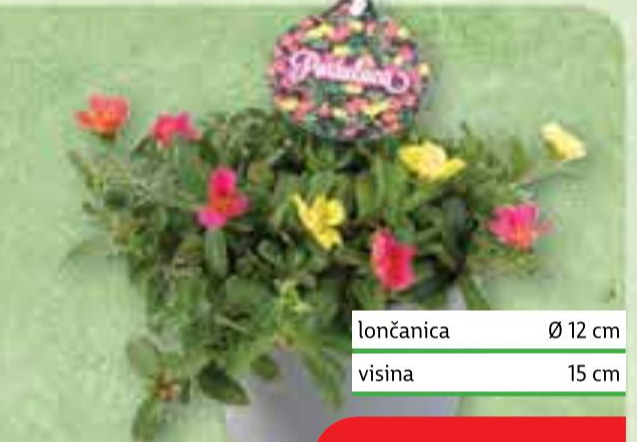 Portulaka