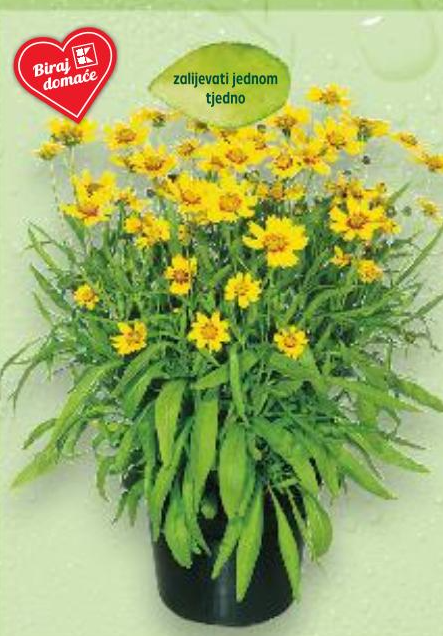 Coreopsis komad