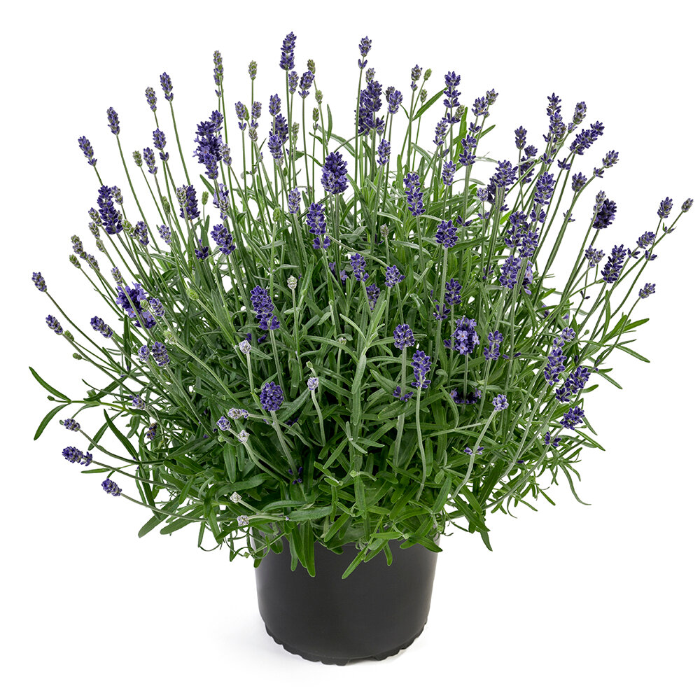 Lavanda 'cleo - patio' T13