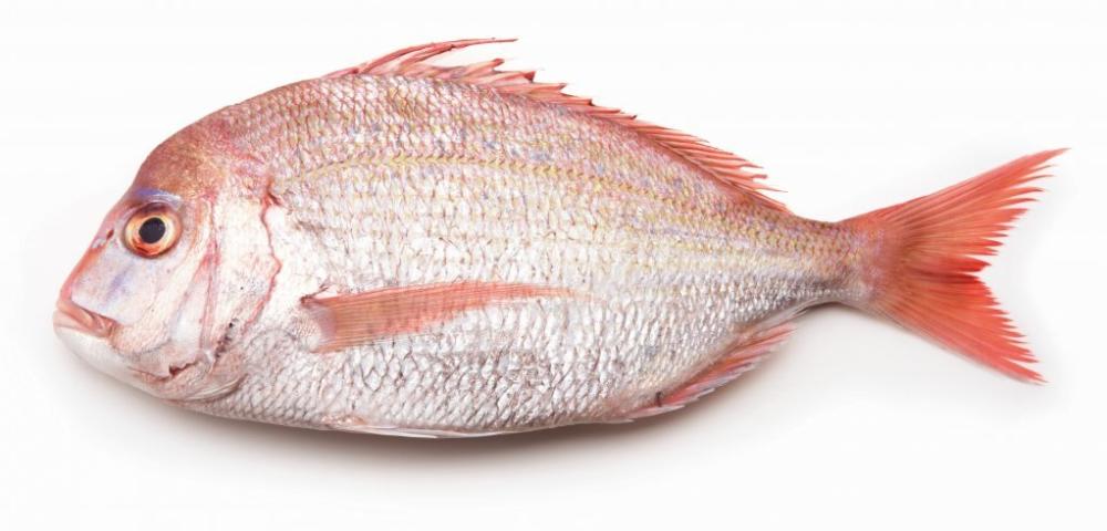 Pagar 600-800g/kom, 1kg