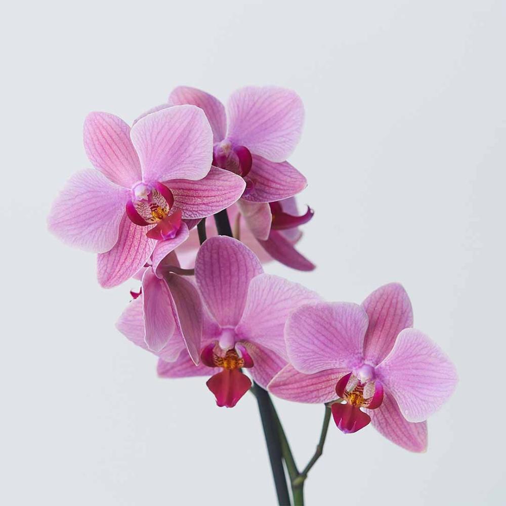 Orhideja 1 grana, 12 cm
