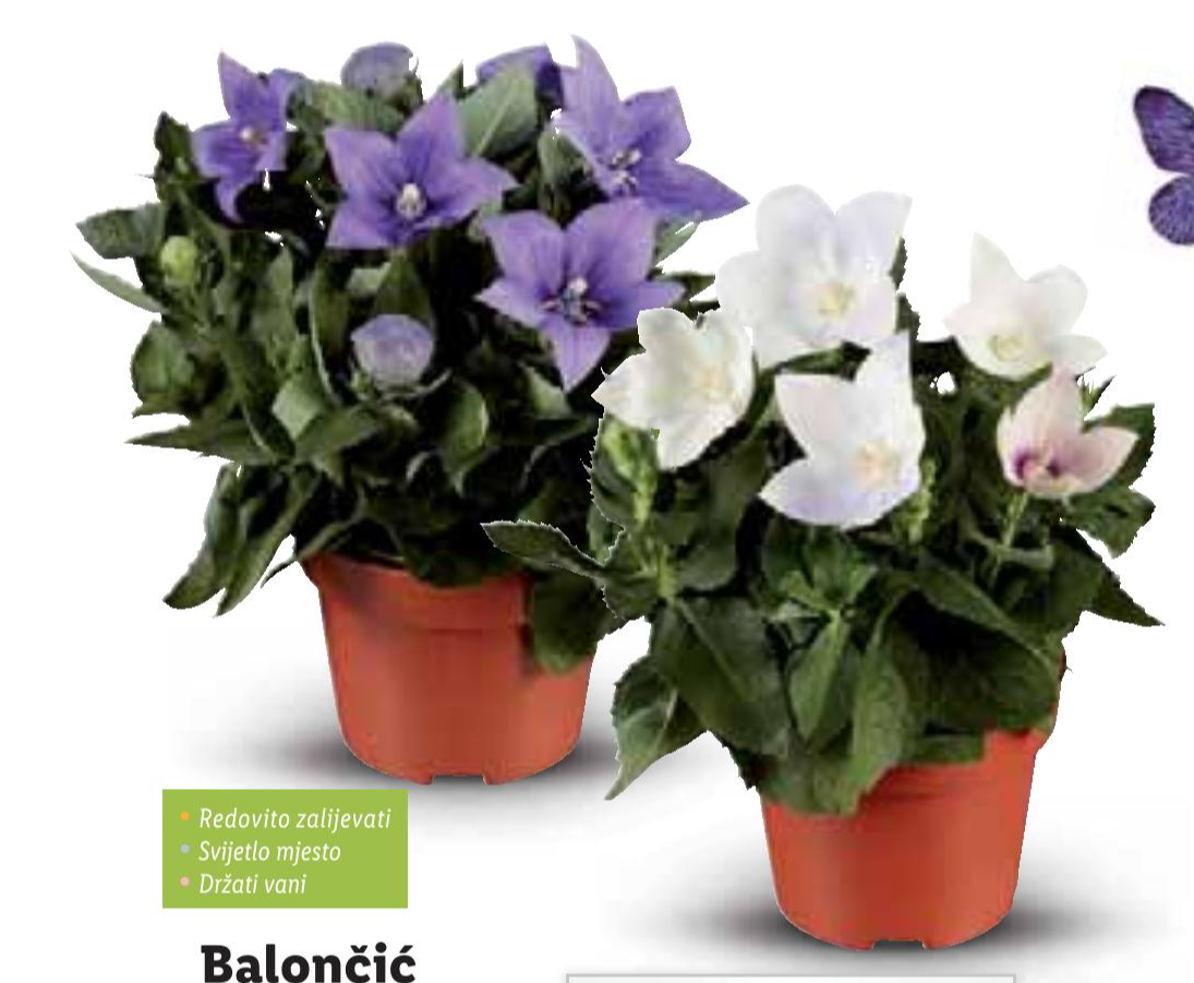 Balončić