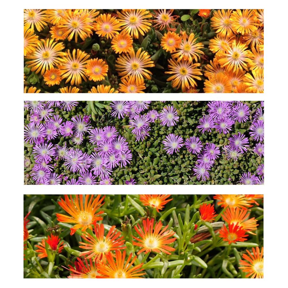 Delosperma 'colo-urs' T12