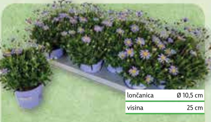 Tratinčica