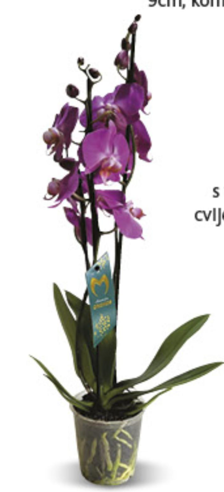 Orhideja phalaenopsis