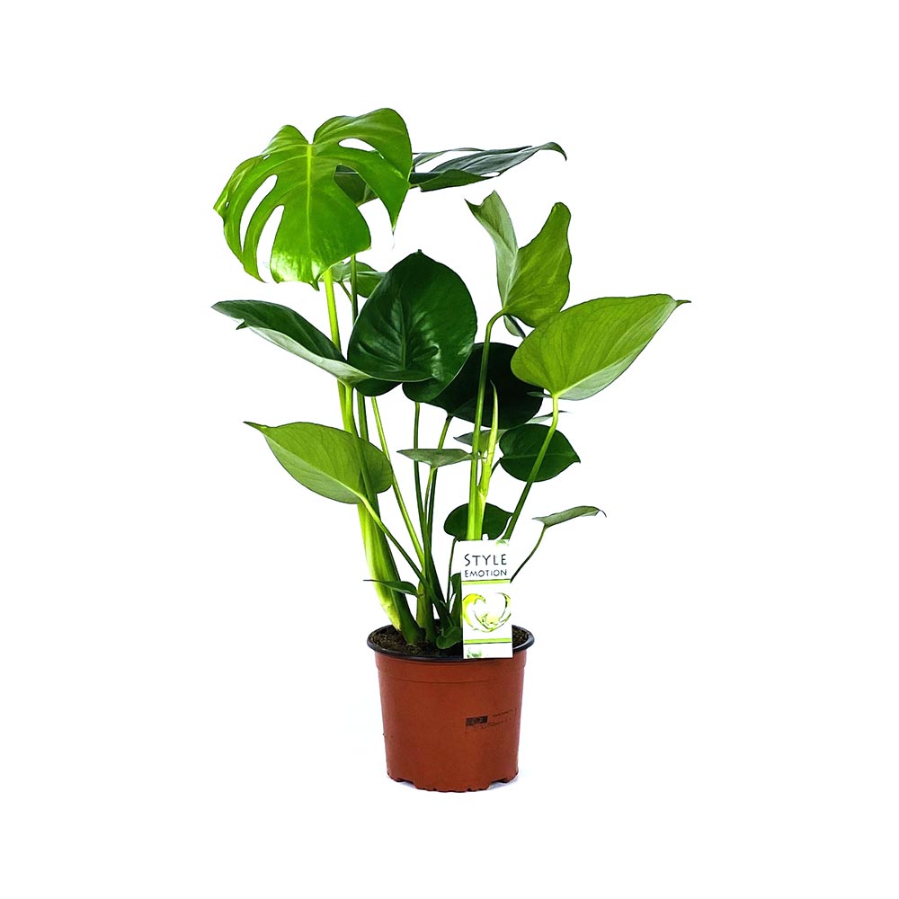 Monstera deliciosa 17 cm