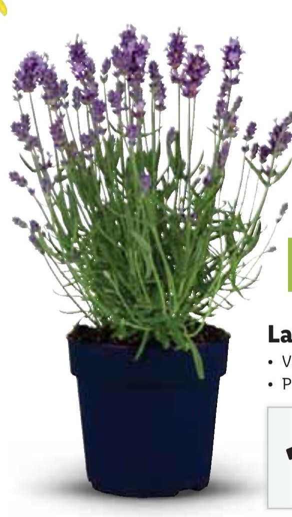 Lavanda