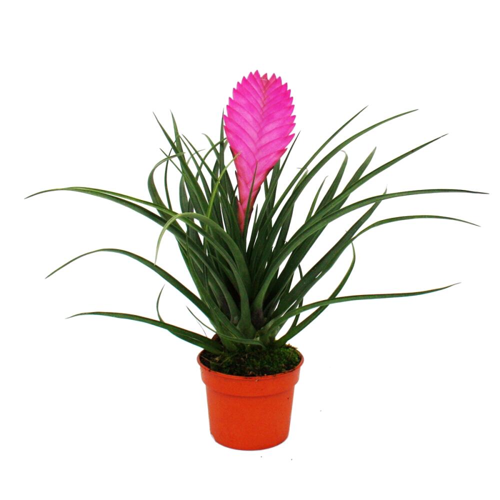 Tillandsia anita 9 cm